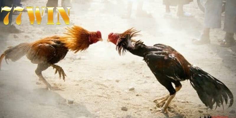 Người chơi có thể dễ dàng tham gia các trận đấu